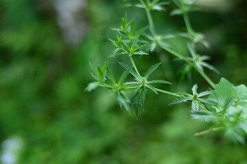 Close up nature view of green leaves on blurred greenish background in park with copy space using natural green plant background landscape, ecology, fresh wallpaper concept.