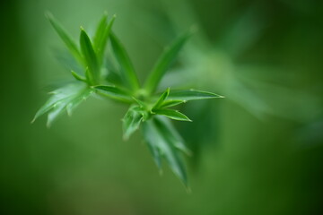 Naklejka premium Close up nature view of green leaves on blurred greenish background in park with copy space using natural green plant background landscape, ecology, fresh wallpaper concept.