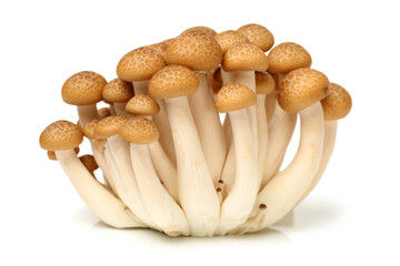 brown beech mushroom on white background 
