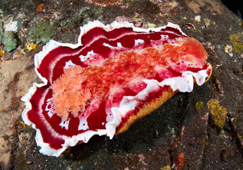 A giant nudibranch (sea slug) - Spanish Dancer - Hexabranchus sanguineus is "dansing" in the night. Underwater world of Tulamben, Bali, Indonesia.	