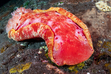 A giant nudibranch (sea slug) - Spanish Dancer - Hexabranchus sanguineus in the night. Underwater world of Tulamben, Bali, Indonesia.