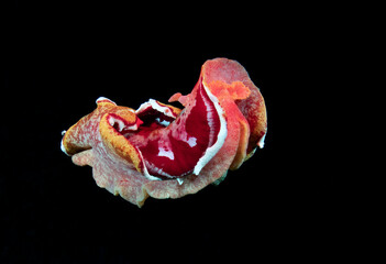 A giant nudibranch (sea slug) - Spanish Dancer - Hexabranchus sanguineus is "dansing" in the night. Underwater world of Tulamben, Bali, Indonesia.