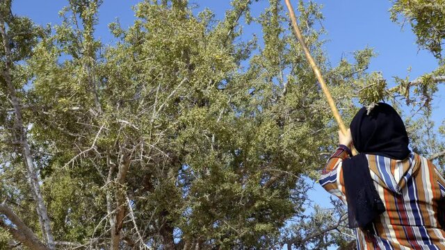 Argan nuts harvest in Essaouira, Morocco, getting the nuts by shaking the branches with a stick. The nuts give the famous Argan oil that is rich in fatty acids and is used in cooking and cosmetics.