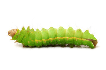 Fototapeta premium silk worm on white background