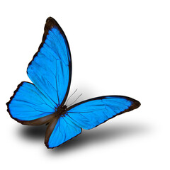 An exotic flying Blue Morpho butterfly (disambiguation) or the Sunset Morpho, very velvet blue wings with soft shadow on white background