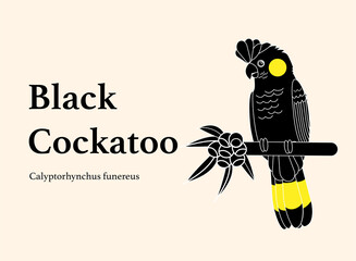 A black cockatoo design vector