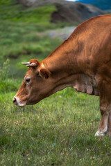 Greek rural landscape with free range cattle grazing in a pasture. Cows grazing in field in afternoon in countryside.