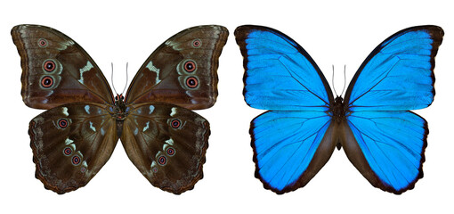 Set of Blue Morpho butterfly (disambiguation) or Sunset Morpho both upper and lower wing parts in natural color profile isolated on white background, exotic blue butterfly