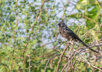 Drongo in Garden