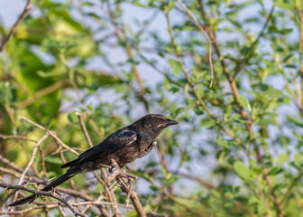 Drongo on a tree