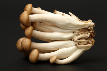 brown beech mushroom on black 