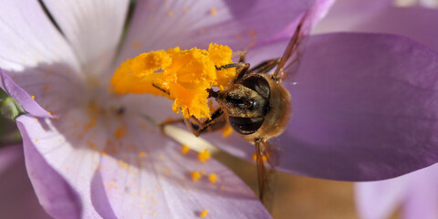 Bienen und Blume
Nahaufnahme einer großen gestreiften Biene, die Pollen auf einer gelben Blume an...