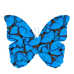 Beautiful Blue Morpho butterfly in consolidation of its original texture, the amazing blue butterfly