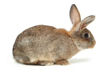 rabbit on a white background 