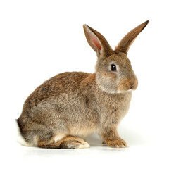 rabbit isolated on white background