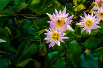 Botanic lotus flower group in park pond