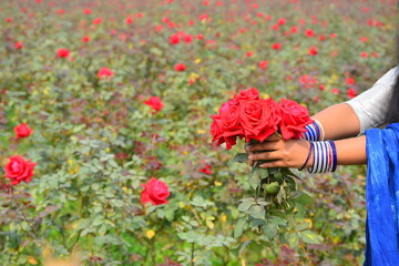 person holding a bouquet of red poppies Roses