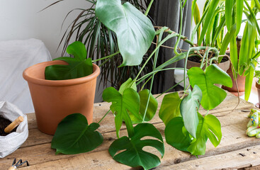 Replanting a homemade Monstera flower into a larger clay pot, a wooden table with flowers near the window