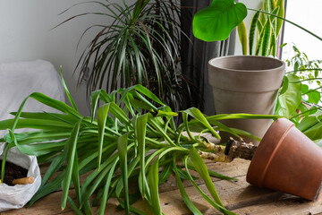 Replanting a homemade Yucca flower into a larger clay pot, a wooden table with flowers near the window