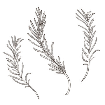 Rosemary sketch, herb branches isolated, vintage style herbs, wedding rosemary design elements