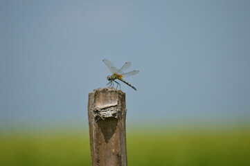 dragonfly on a fence