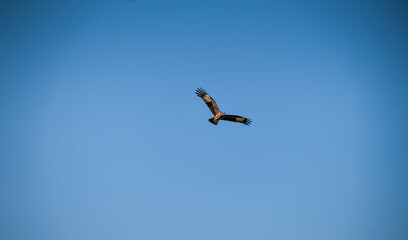 eagle in flight