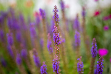 field of lavender