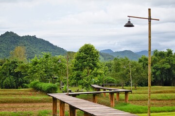 The walkway is made of longwoods over green fields. Small farm in Chiang Rai, Thailand.