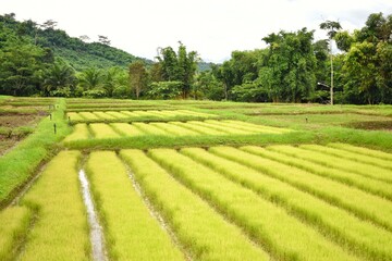 Rice fields arranged in rows, orderly and beautiful. Located in the north of Thailand.