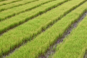 Rice fields arranged in rows, orderly and beautiful. Located in the north of Thailand.