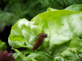 slug in the vegetable garden eating salad