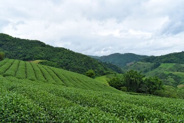 Fototapeta na wymiar Curved rows of tea plantation at Doi Mae Salong, Chiang Rai Province, Northern Thailand.