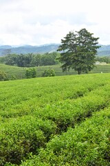 Fototapeta na wymiar Beautiful curved rows of choui fong tea plantation in Chiang Rai Province, Northern Thailand.