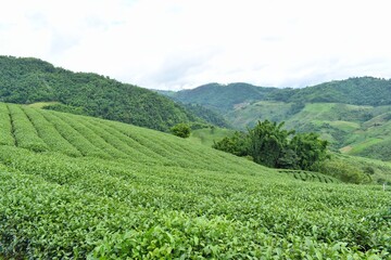Fototapeta na wymiar Curved rows of tea plantation at Doi Mae Salong, Chiang Rai Province, Northern Thailand.