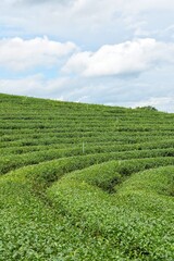 Beautiful curved rows of choui fong tea plantation in Chiang Rai Province, Northern Thailand.