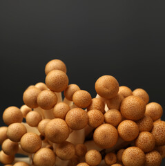 brown beech mushroom on white background 