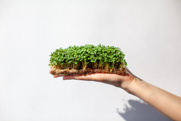 Micro-greens of mustard, arugula and other plants in a woman's hand