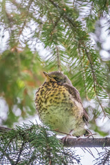 A fieldfare chick, Turdus pilaris, has left the nest and is sitting on a branch. A chick of fieldfare sitting and waiting for a parent on a branch.