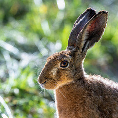 Feldhase (Lepus europaeus)