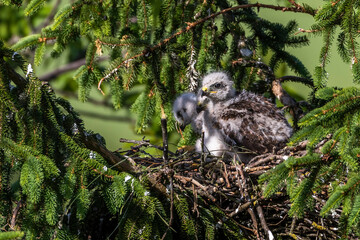 Mäusebussard (Buteo buteo), Jungvögel im Nest
