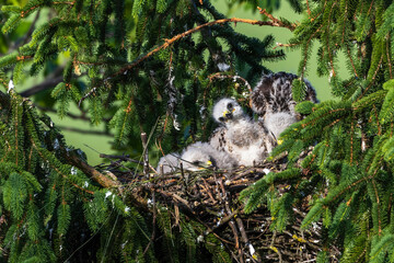 Mäusebussard (Buteo buteo), Jungvögel im Nest
