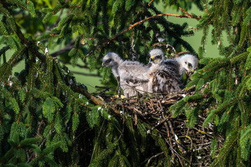 Mäusebussard (Buteo buteo), Jungvögel im Nest