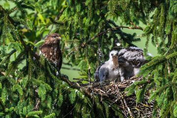 Mäusebussard (Buteo buteo), am Horst