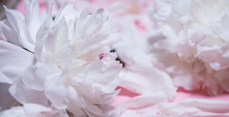 Beautiful white peony flowers close up on a pink background with a place to copy text top view and flat style