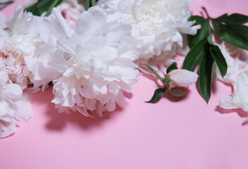 delicate white peony flowers with a green leaf and delicate buds close-up on a pink background with a place to copy the text top view and flat style