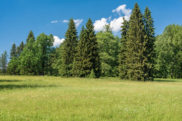 Fototapeta na wymiar Grassland sky and grass background in a park. Green field with white and yellow dandelions outdoors in nature in summer. Bright green summer field at daytime. Grassland sky and grass park