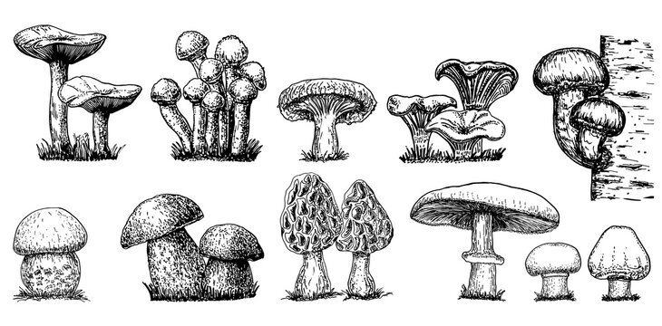 Various mushrooms set. Hand drawn sketch style. Oyster, champignon, chanterelle, porcini, morel, trumpet, shiitake, portobello.Collection of forest mushroom species. Vector illustrations isolated.