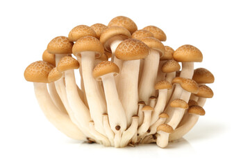 brown beech mushroom on white background 