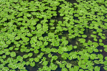 water lily on the water. lily background, texture. pond overgrown with water lilies. summer background. Top View Green Leaves Lotus or Hardy Lily Plant of Nymphaeaceae family