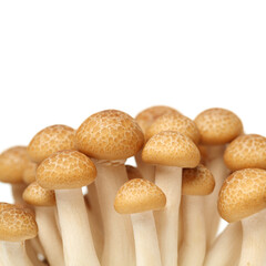 brown beech mushroom on white background 